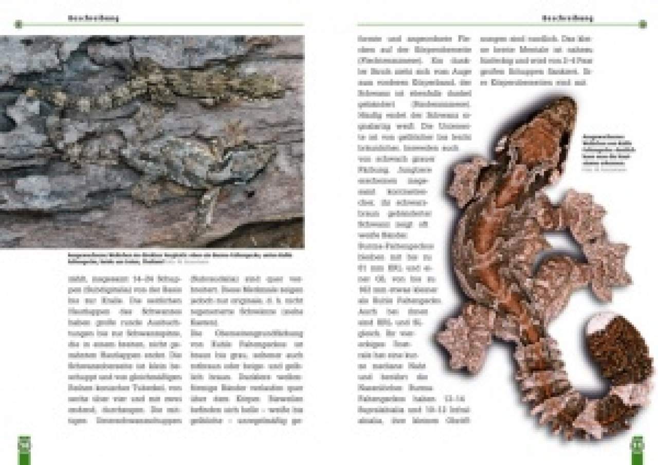 Faltengeckos
